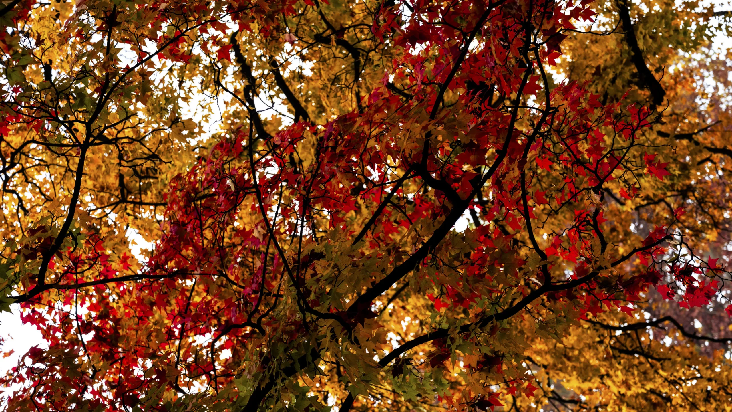 Vacances d&rsquo;automne au Planétarium